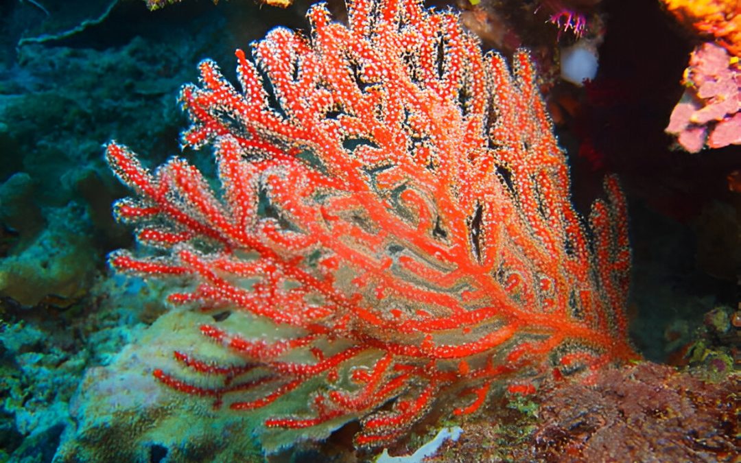 Red Algae